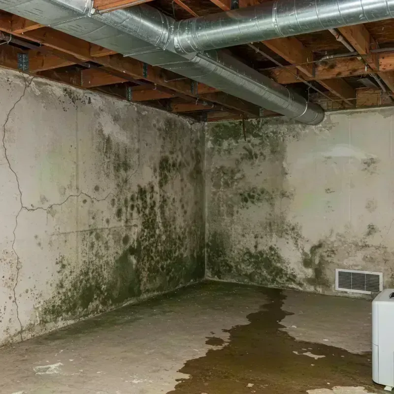 Professional Mold Removal in Hickman, KY